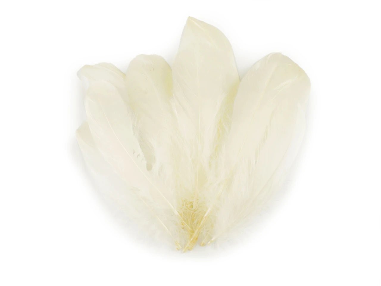 Spalvas zosu (14 - 18 cm) - krēmkrāsas